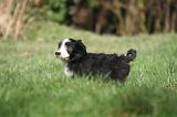 BEARDED COLLIE 396